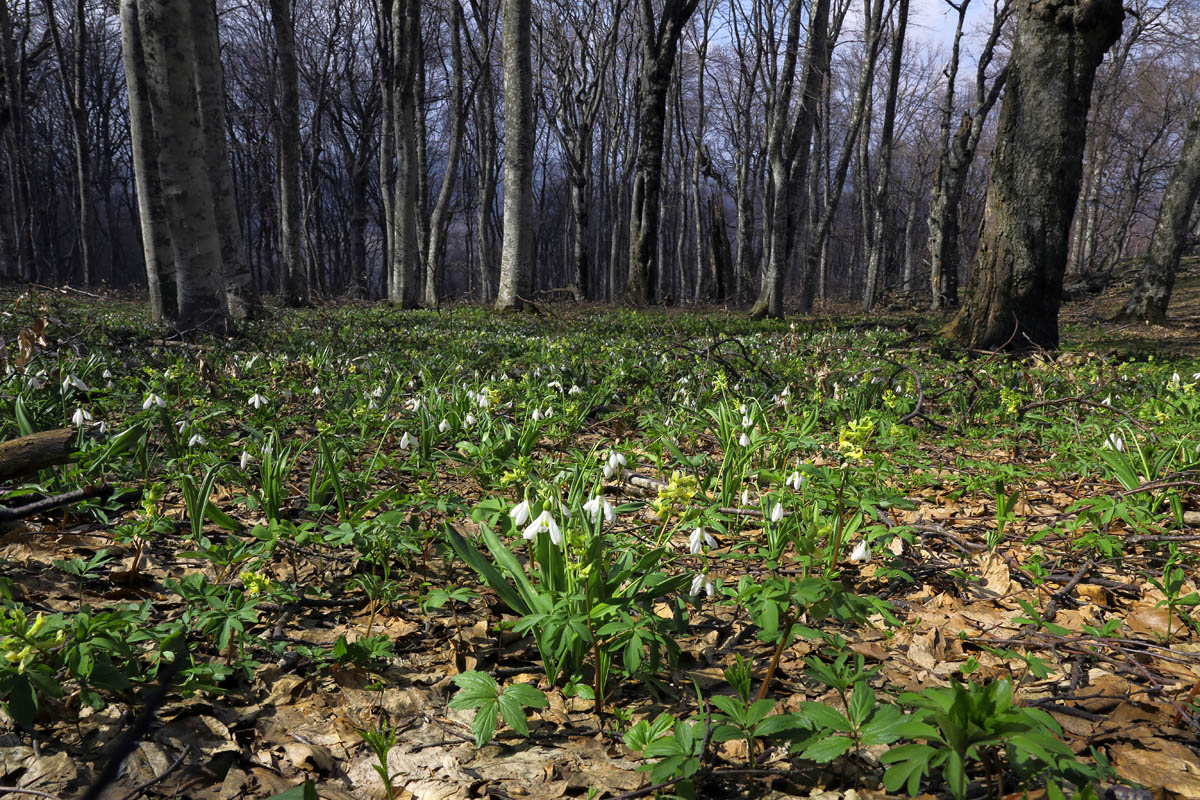 Весеннее обострение
