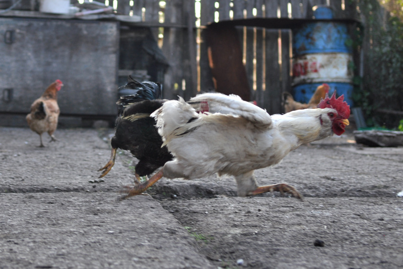 Весеннее обострение