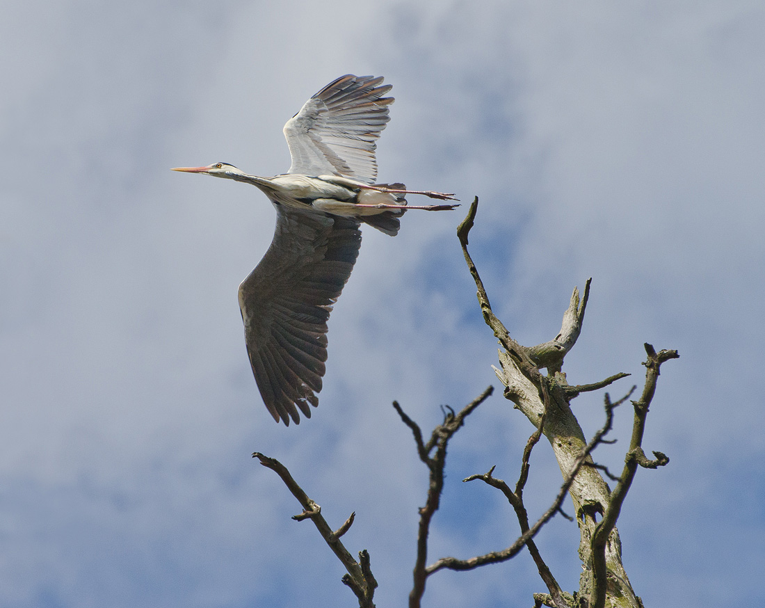 Мимолётность