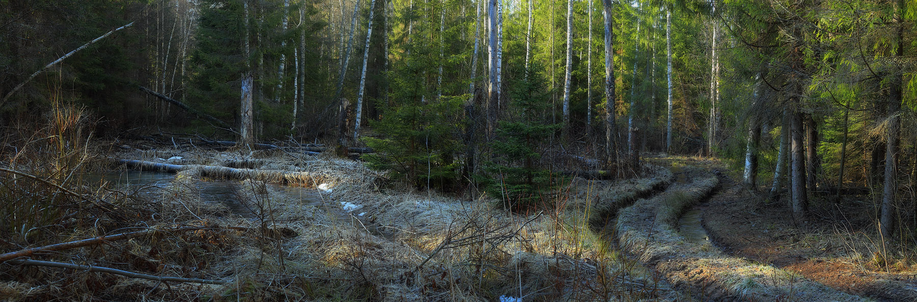 Утро в ранневесеннем лесу