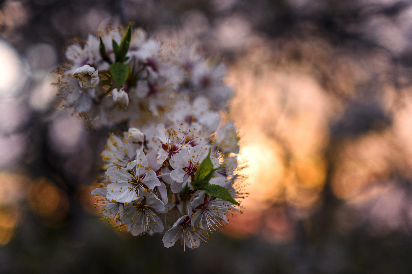 Майская слива.