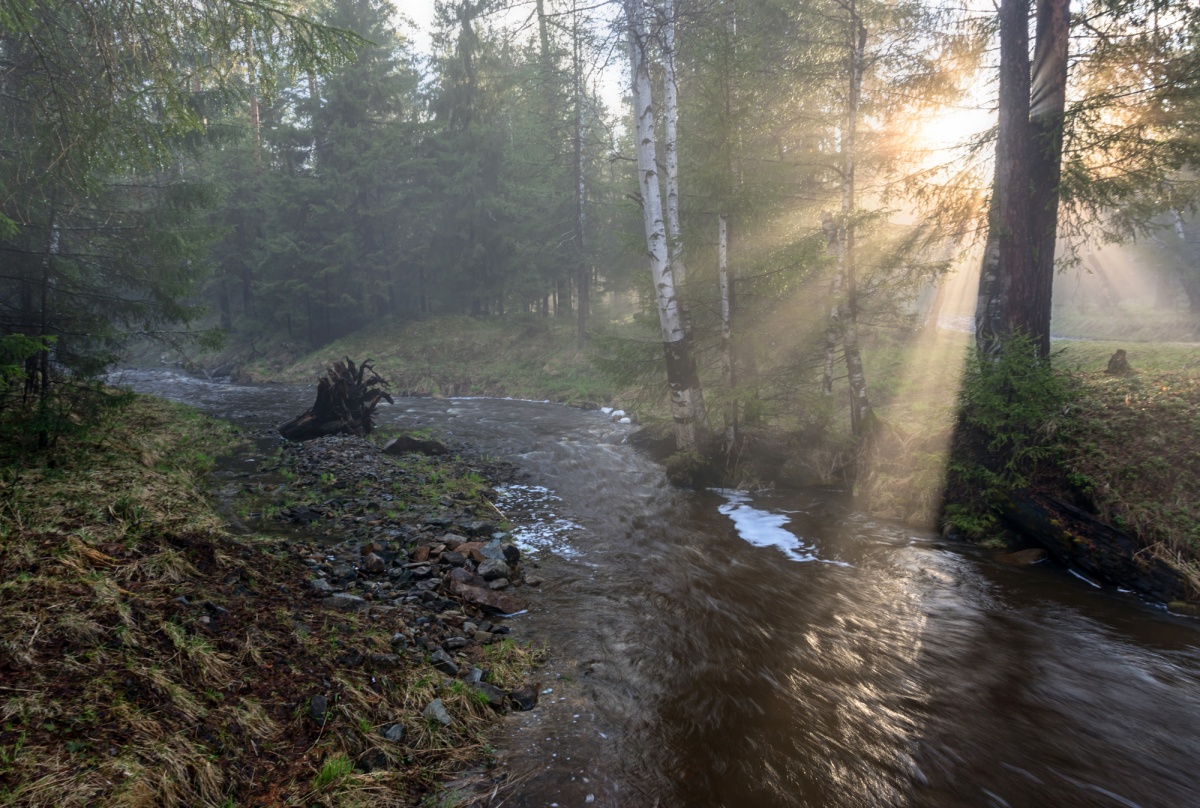 Сквозь туман