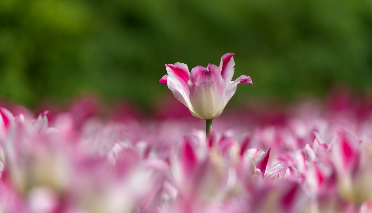 one among others ...