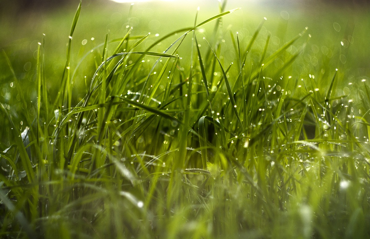 Травушка муравушка:)