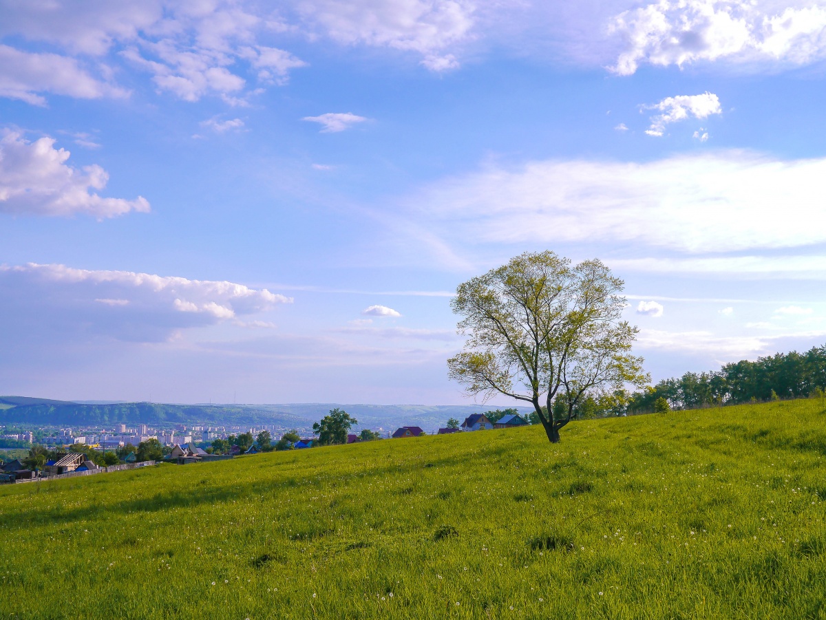 Дерево и небо