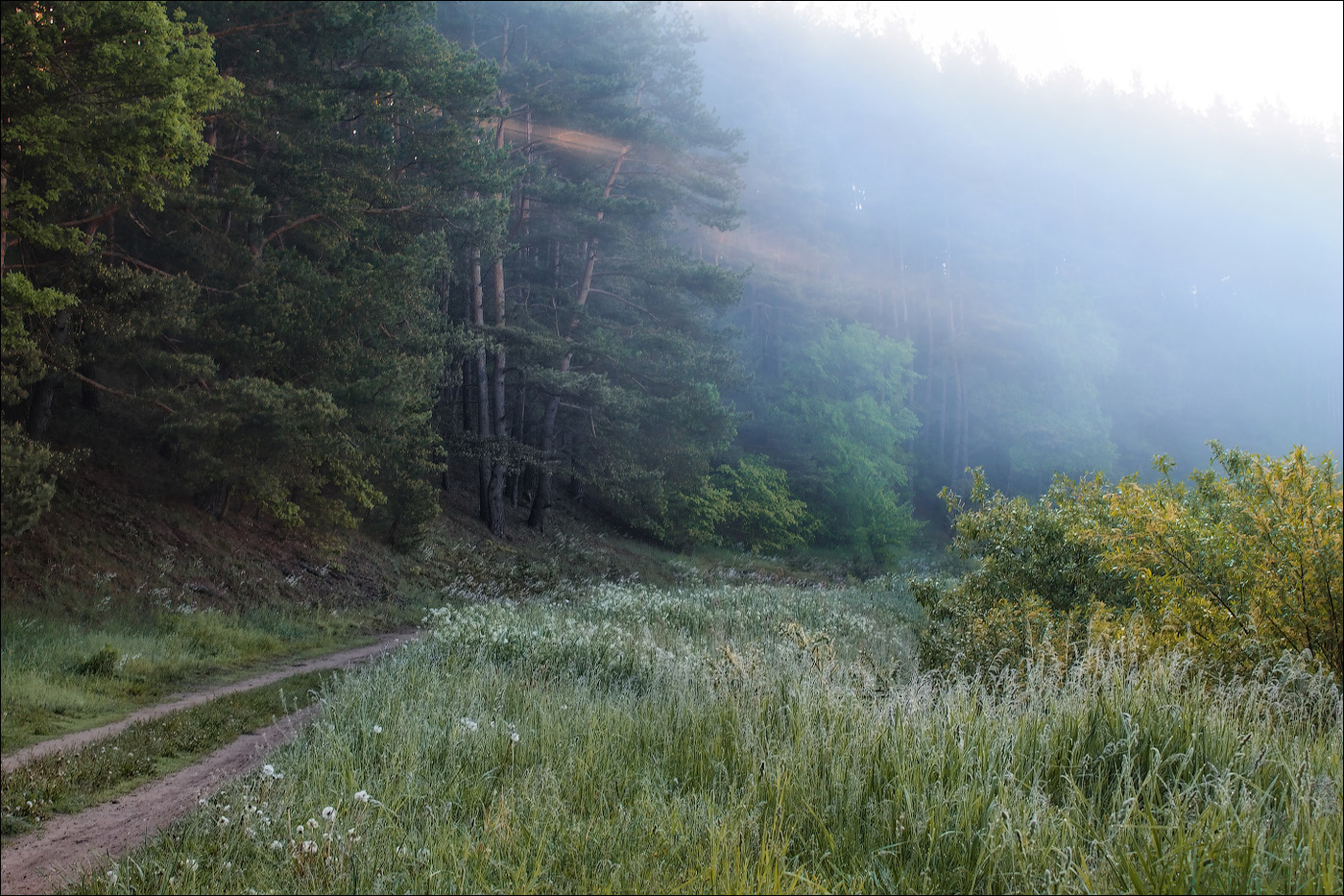 Лесное утро