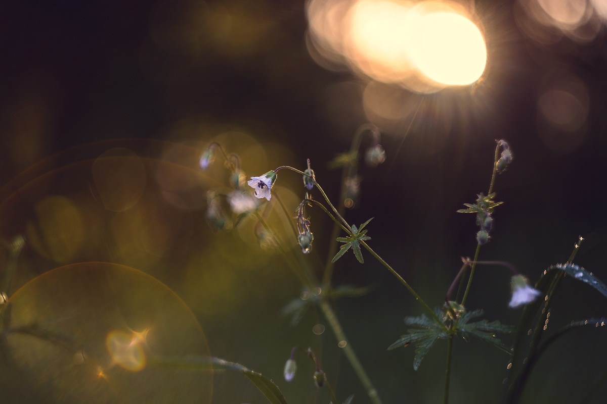 В контровом свете.