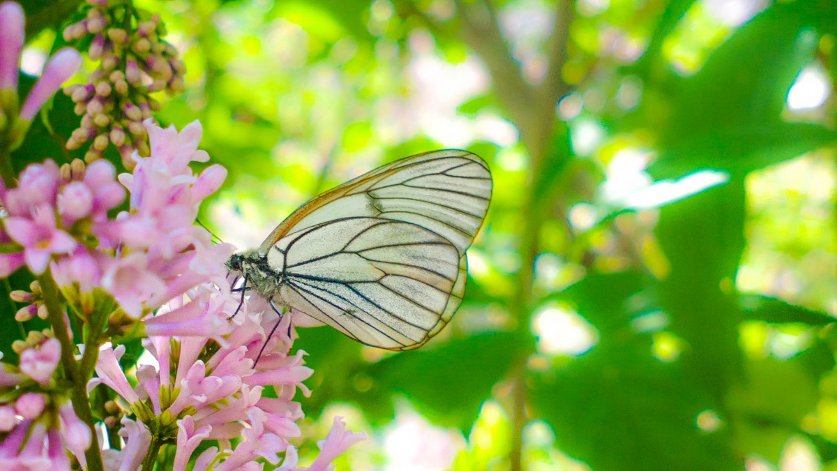 бабочка кушает