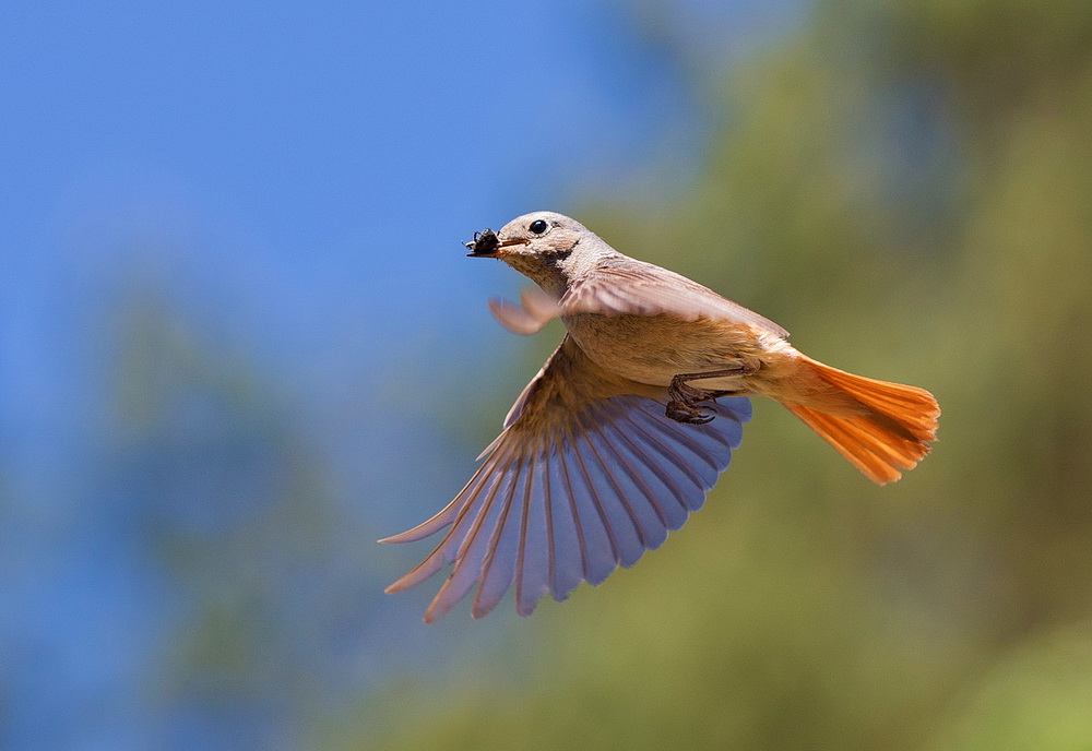 горихвостка