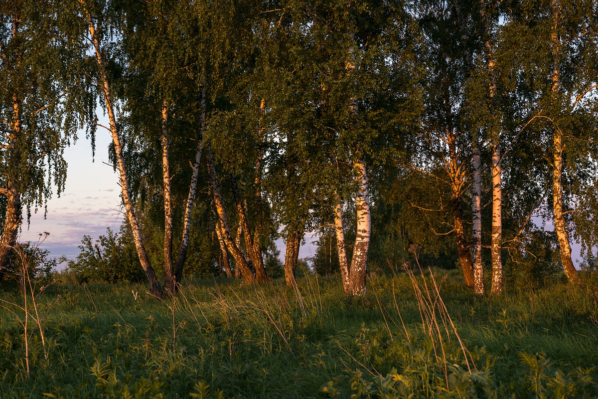 В свете заката.