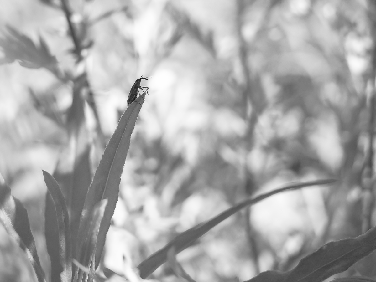 долгоносик