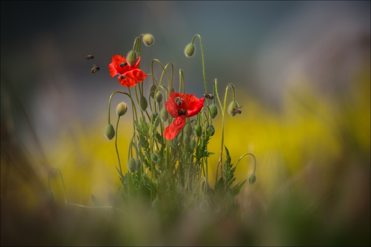 / Про моравские маки /