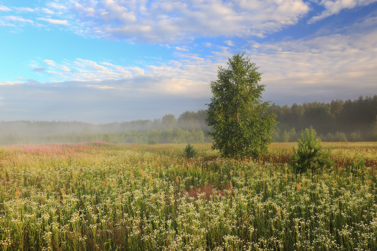 Ромашковое поле