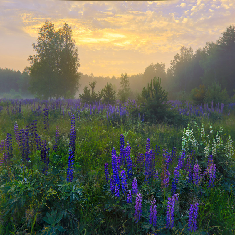 Фантазия по люпину