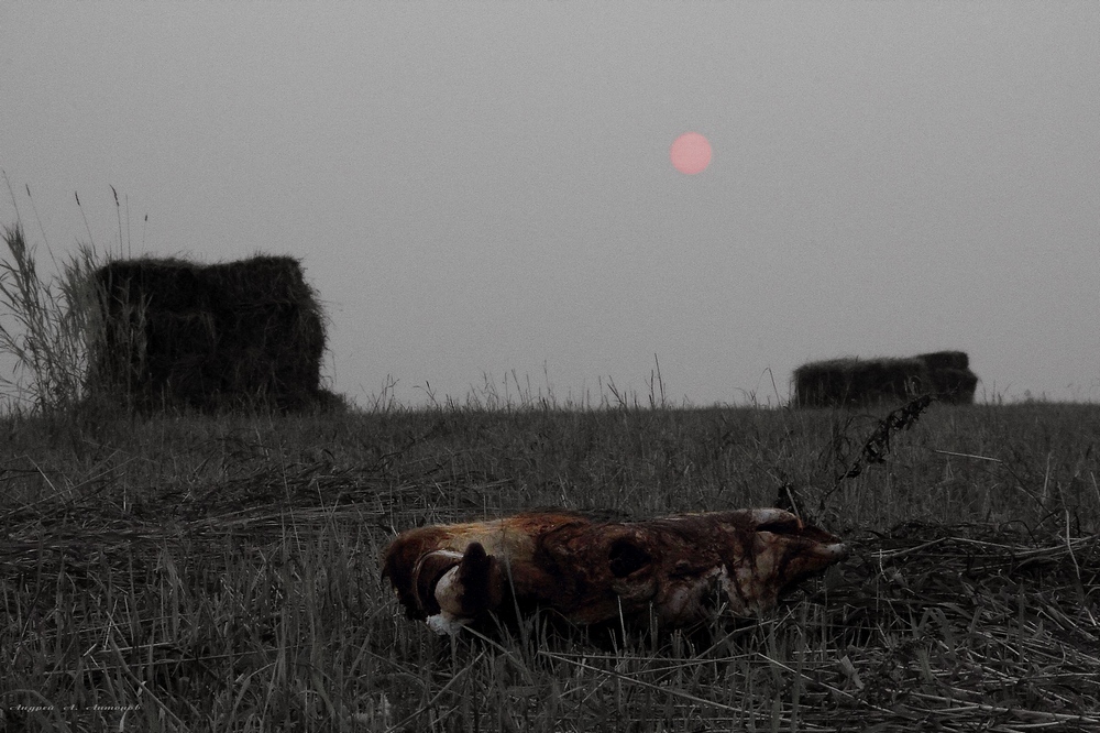 Утомленные солнцем