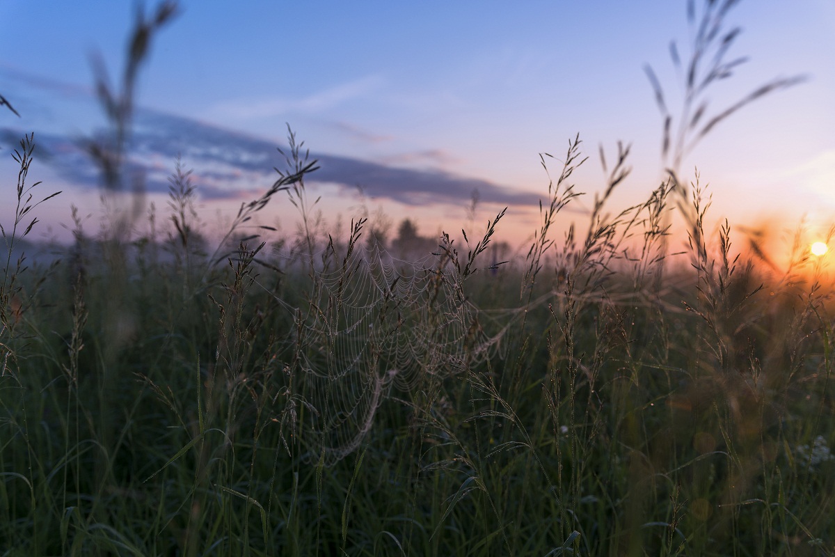 Ловушка для росы.