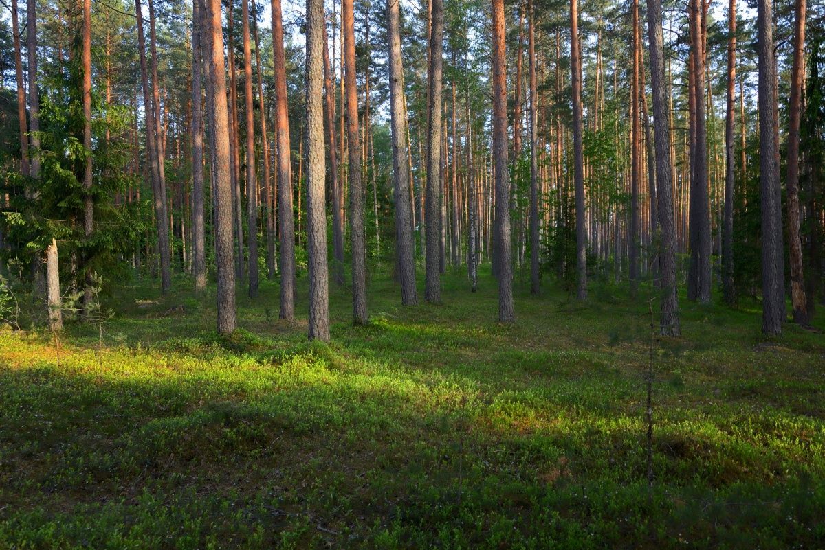 Вечер в сосновом лесу