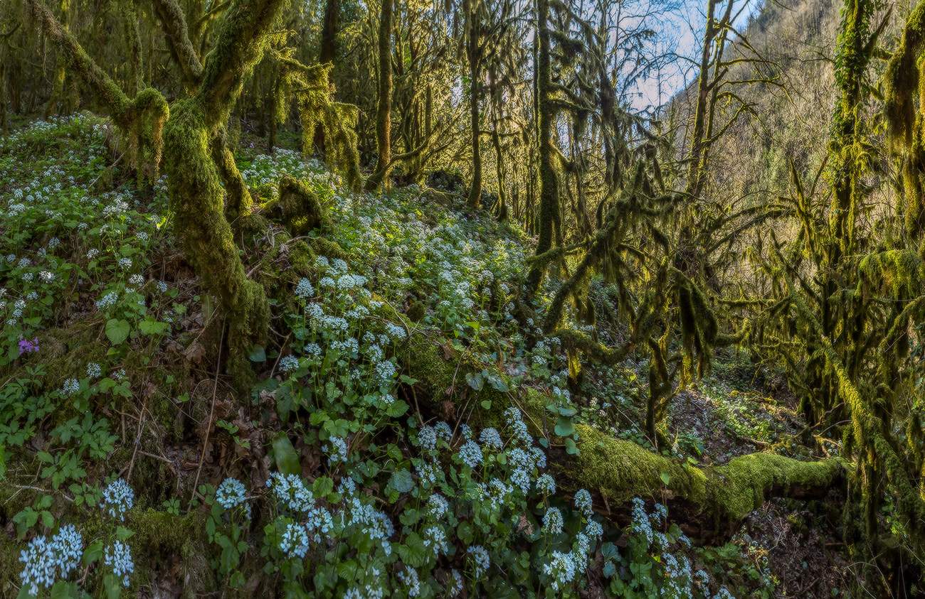 Весенний лес.