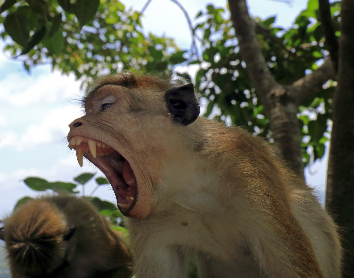 Равняйсь. Сми-и-ир-на-а-а-аааа....!!!!!!!
