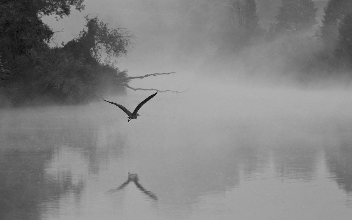 Одинокая цапля