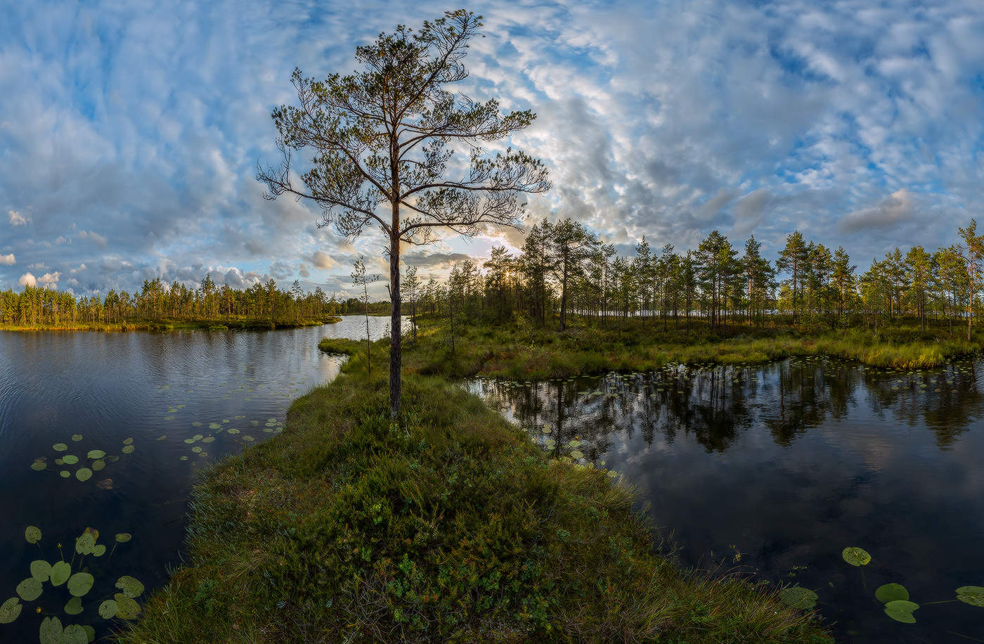 Смелая сосна, или на тонкой грани земли.