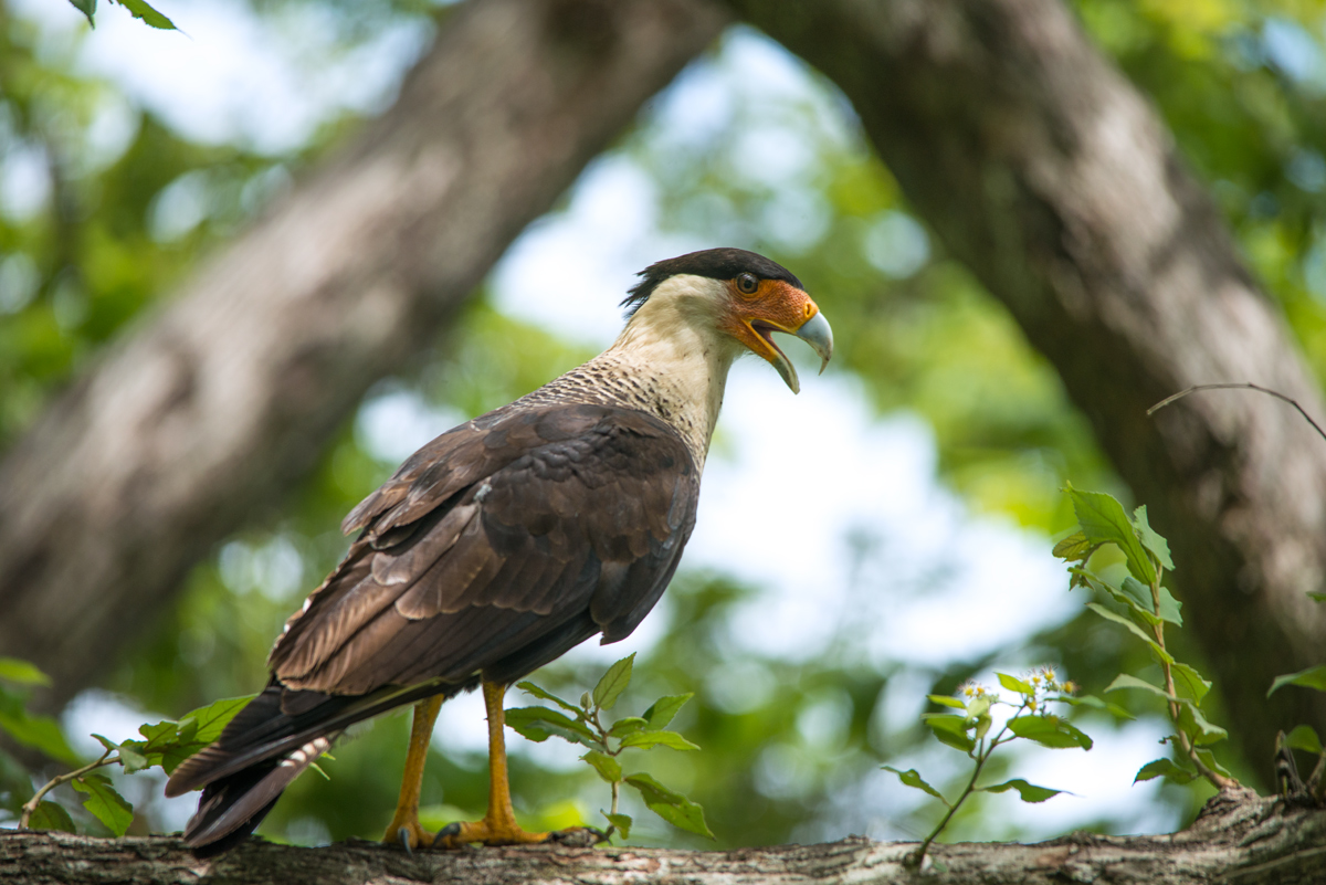 Crested Caracara