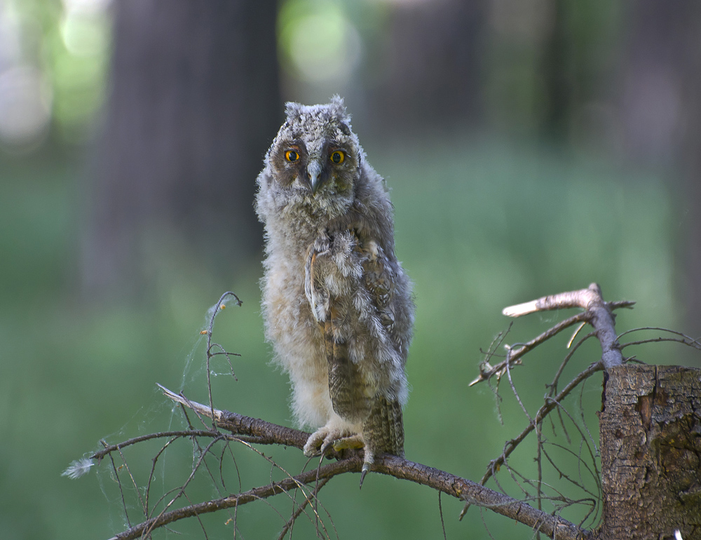 В лесу дремучем.
