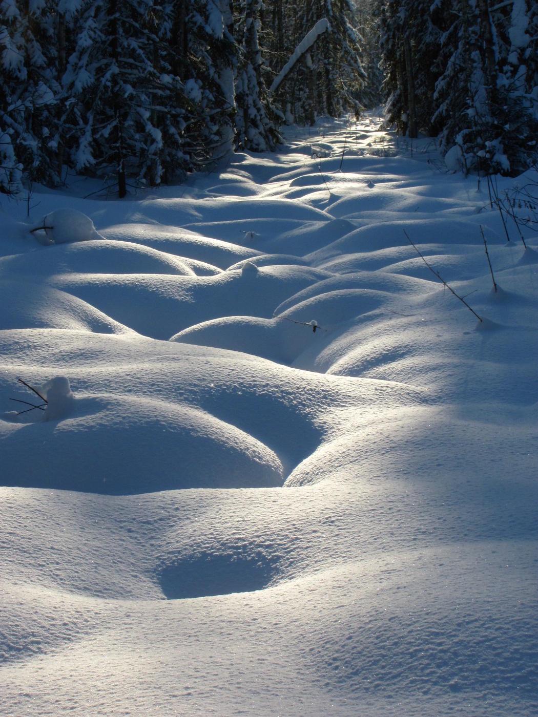 Там где скрипят деревья...