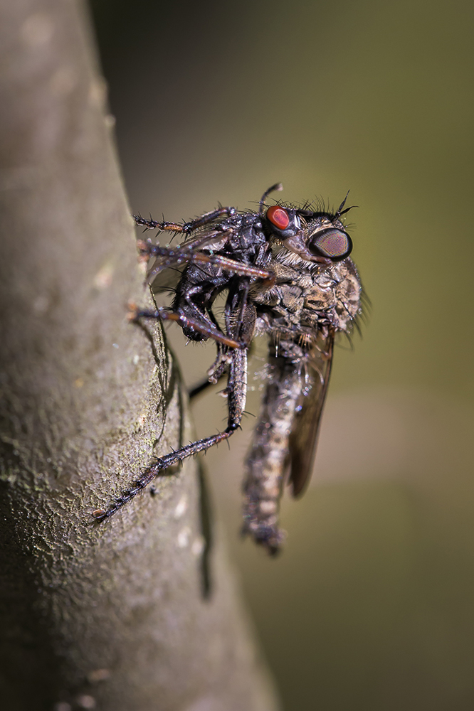 Большой Дьявол - Ктырь гиганский