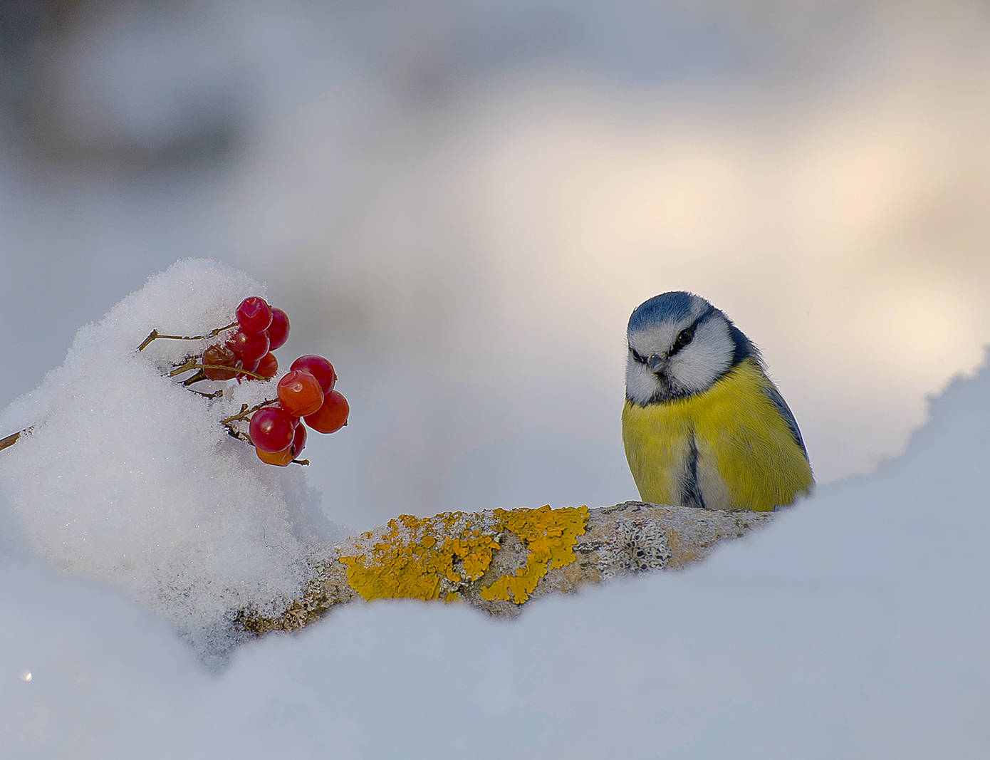 Зимние краски.