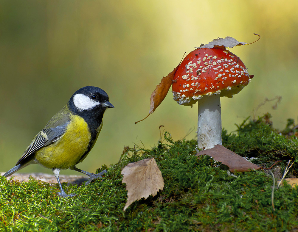 Картинка из леса.