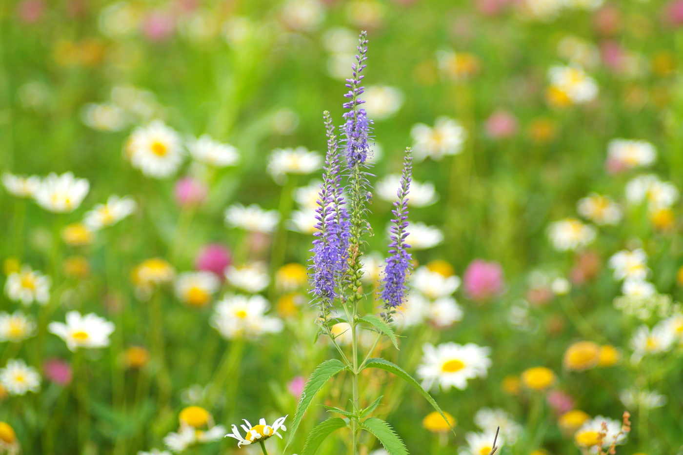 Летние фантазии.