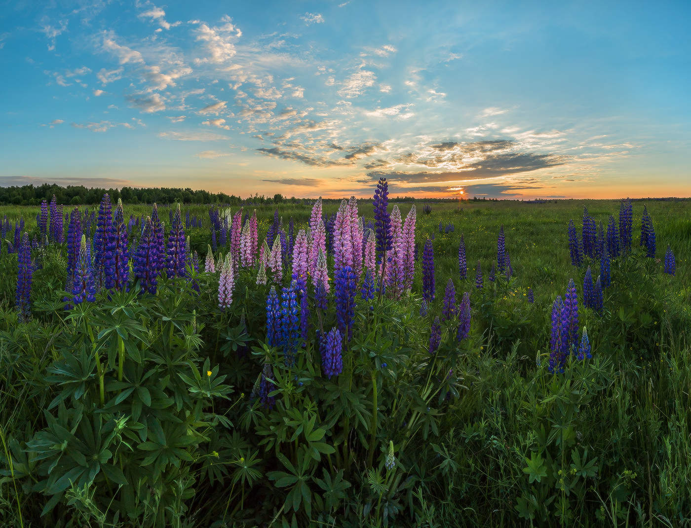 Акварельные люпины.