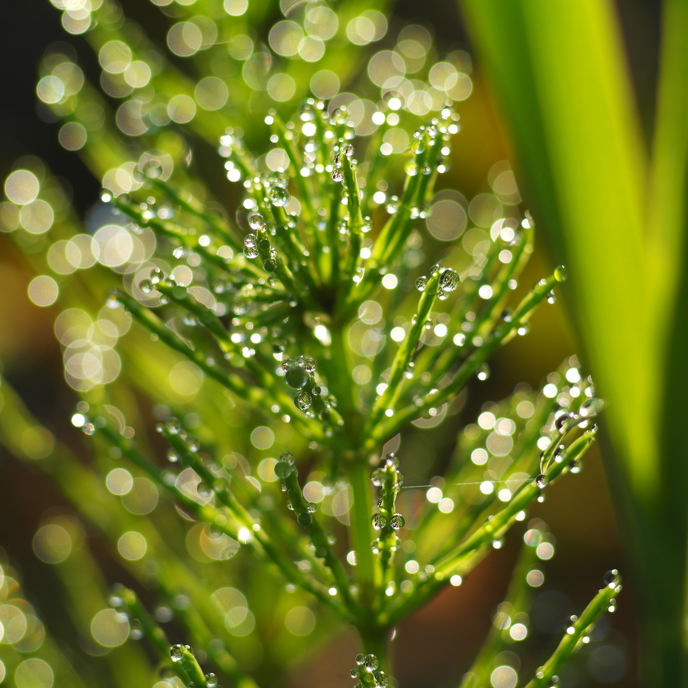 Утро,макро и боке.