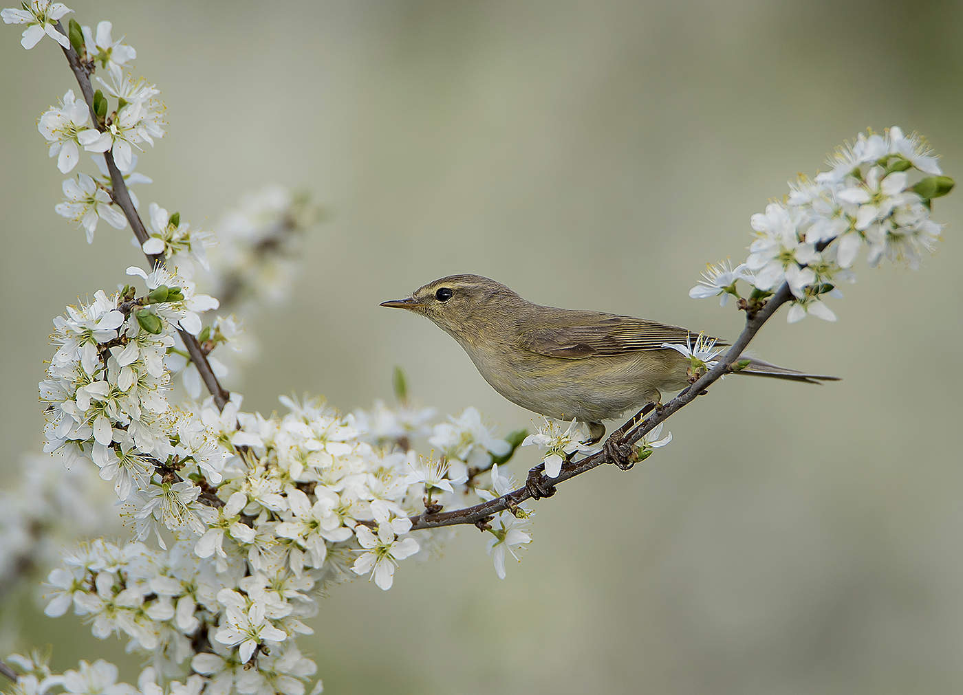 Весенний этюд.