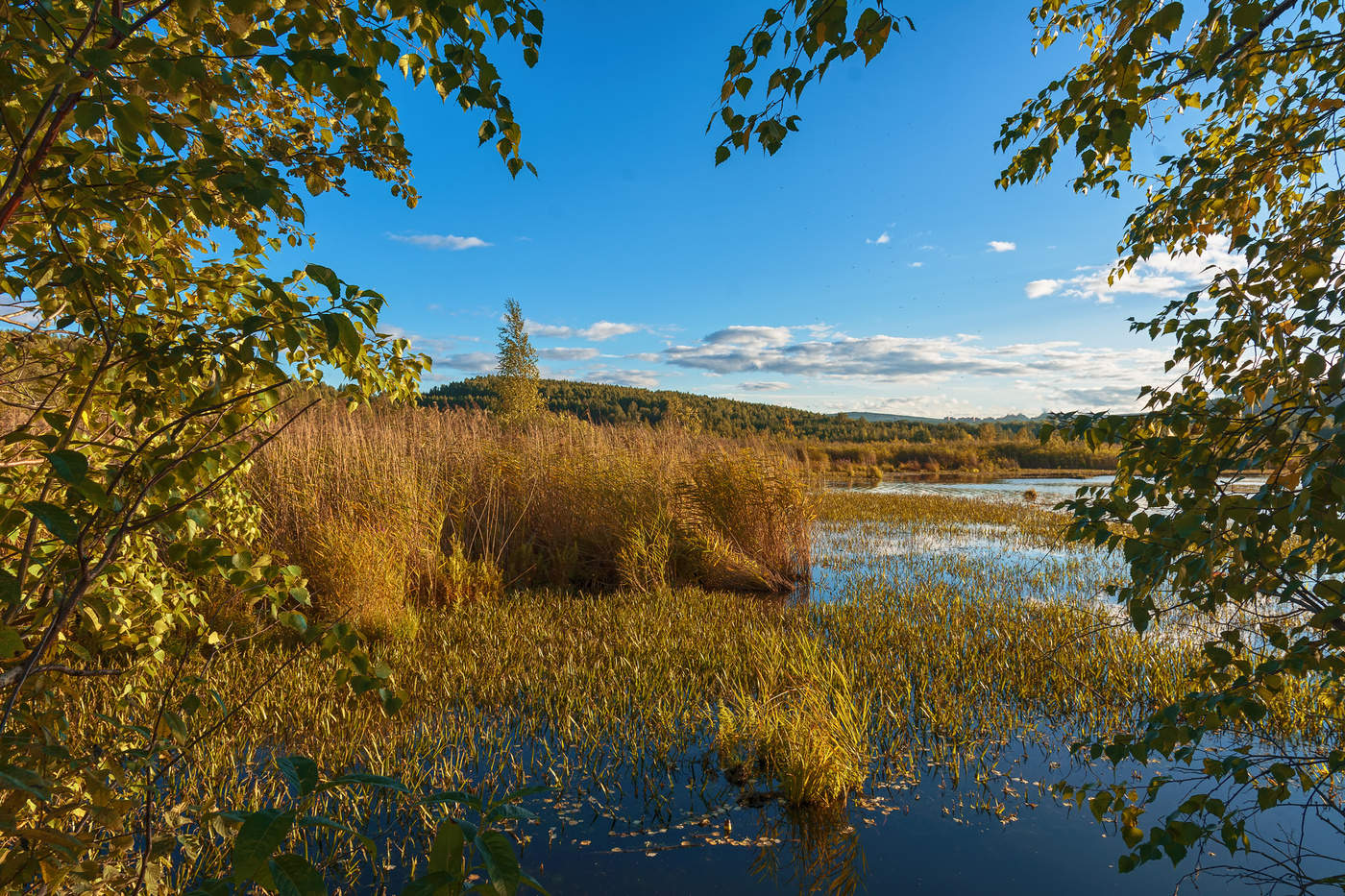 Травы, травы