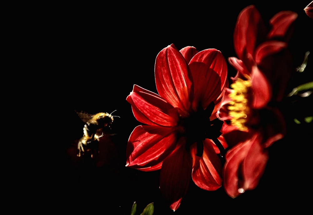 Attack of the Bumblebee