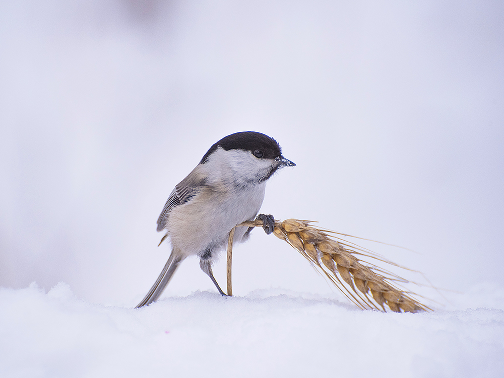 В чистом поле