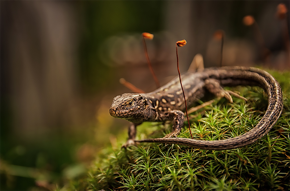 Местный варанчик