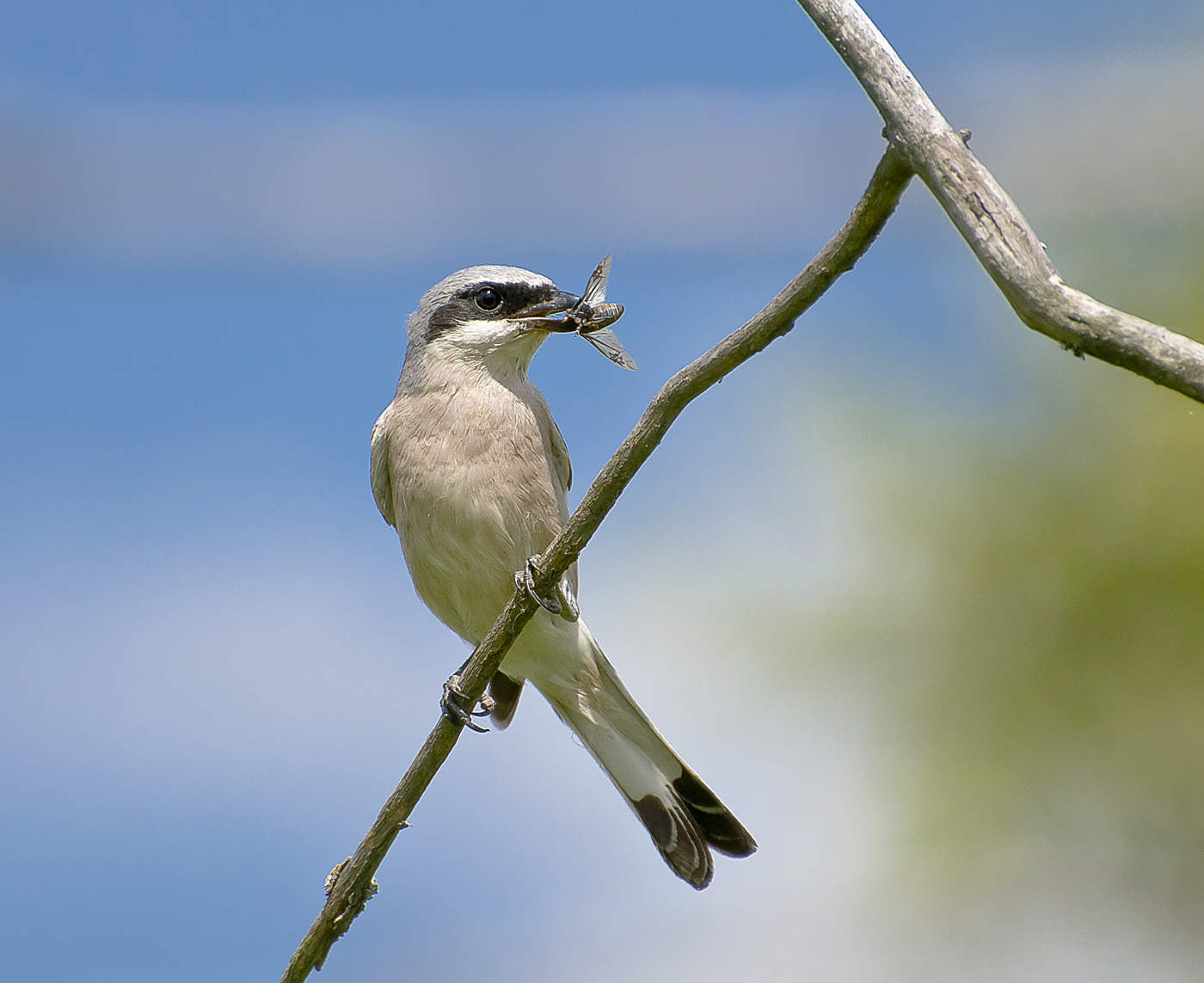 Истребитель слепней.