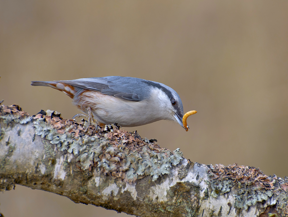 Лёгкий перекус.