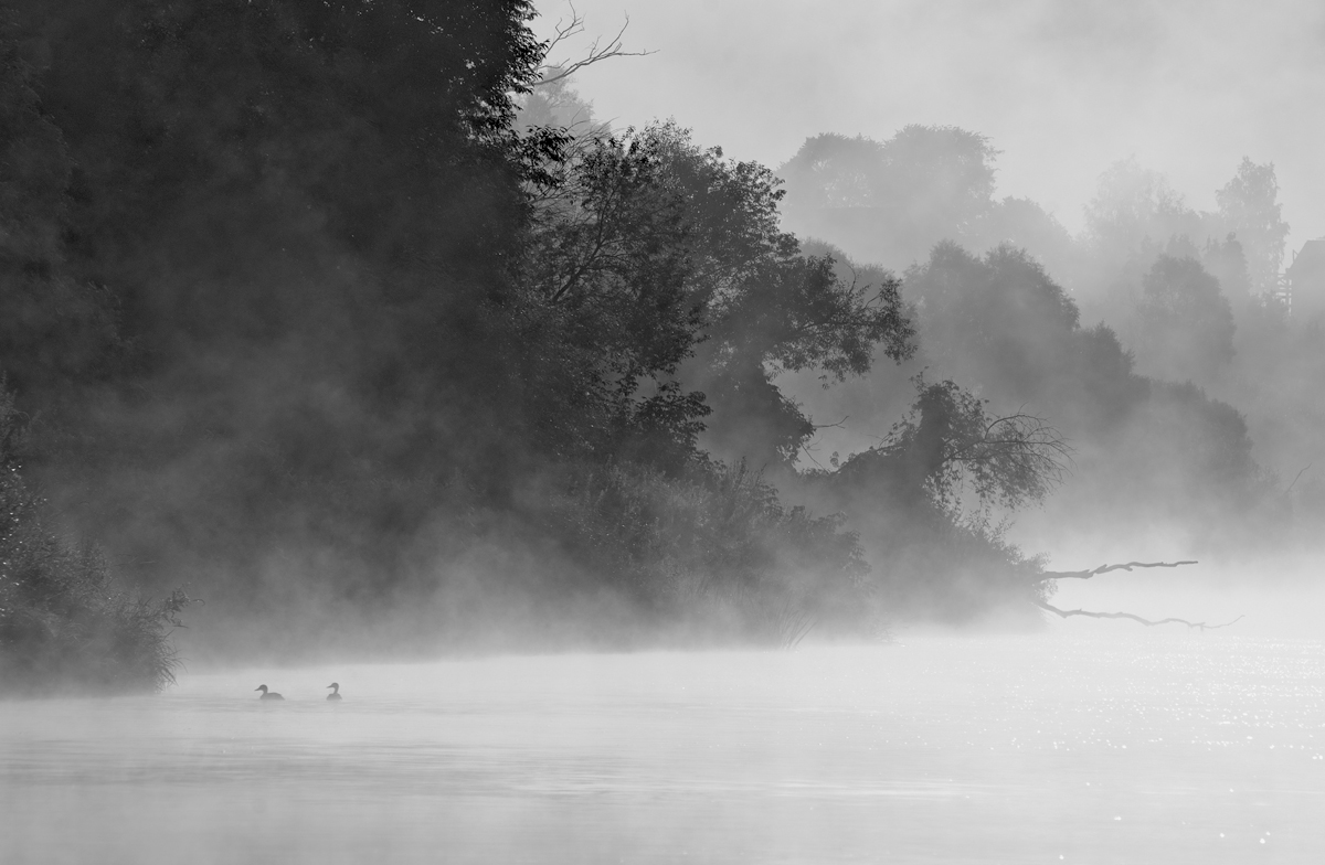 Неспящие в тумане