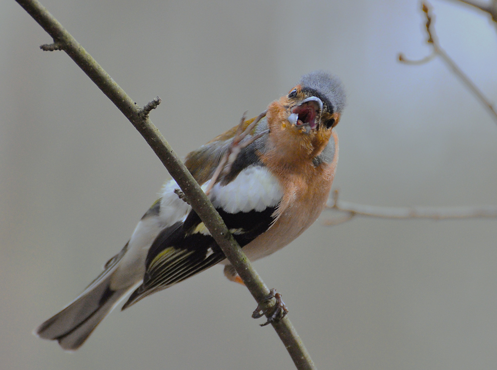 Чего уставился?