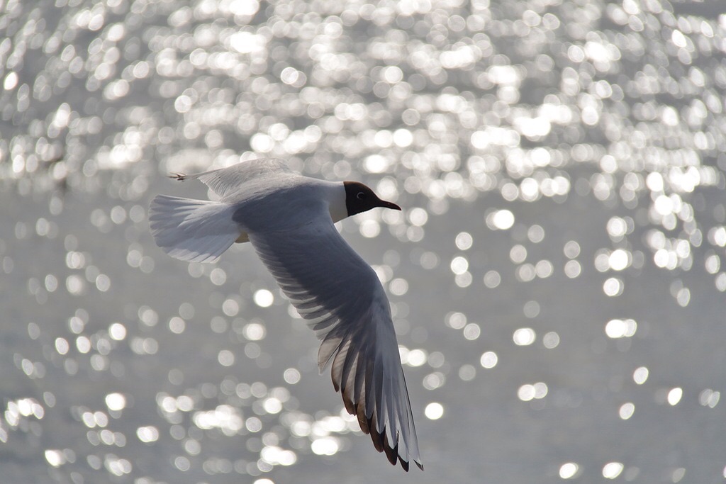 Над Ангарой