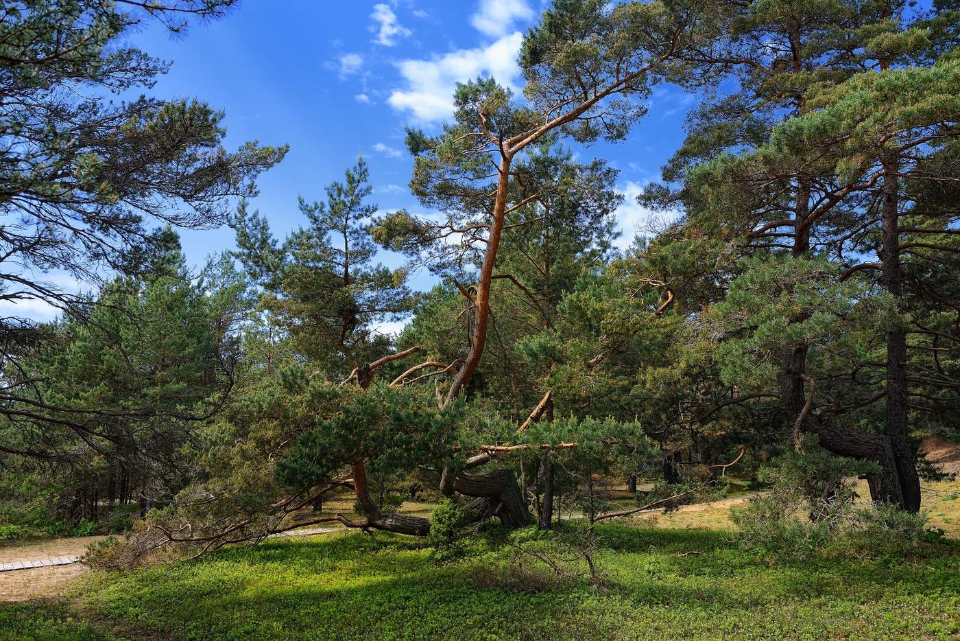 В сосновом лесу