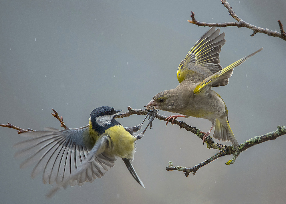 Весенние разборки