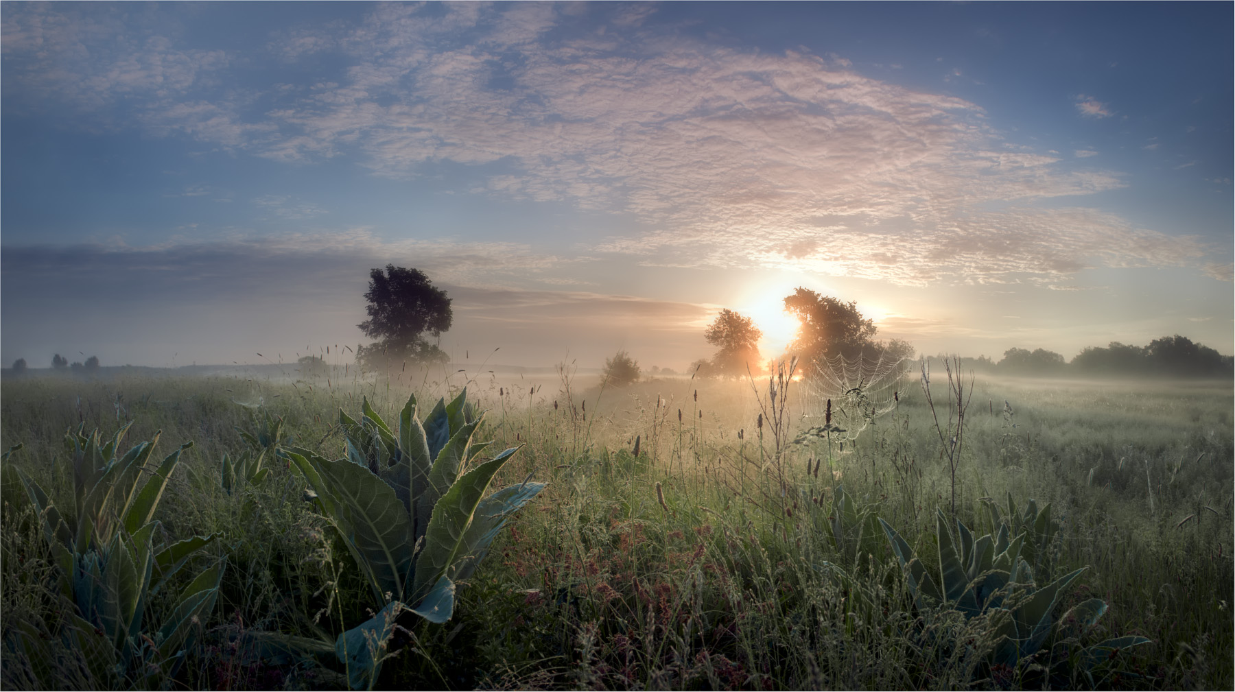 Der Morgen in der Morgendämmerung Nebel-3 gebadet