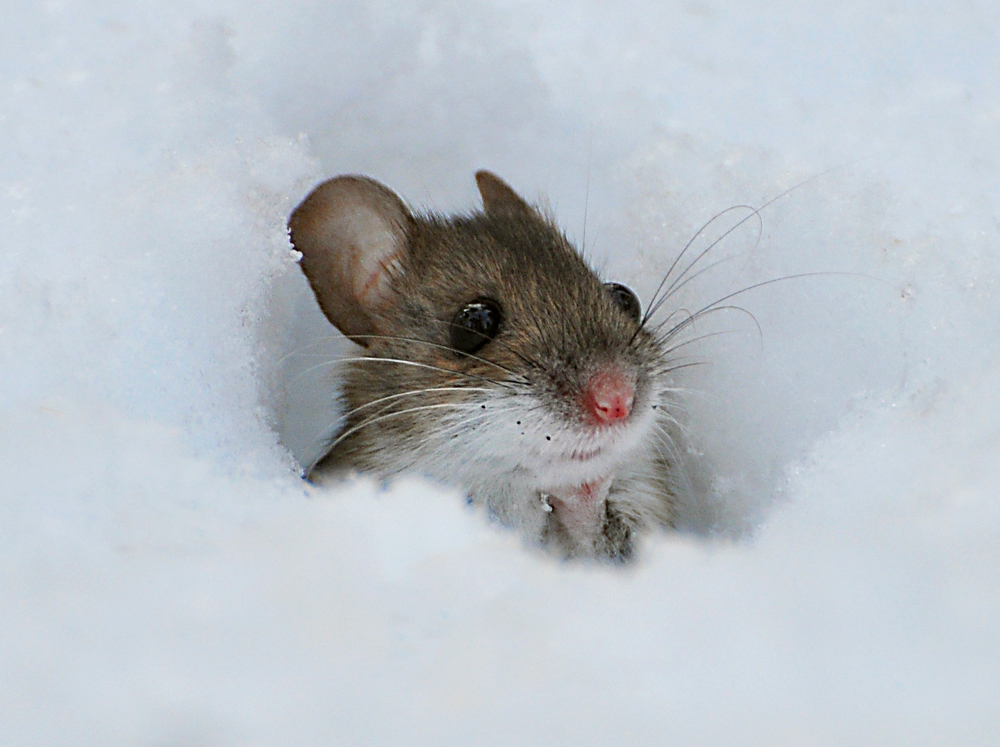 От ваших семечек ,зубы болят.