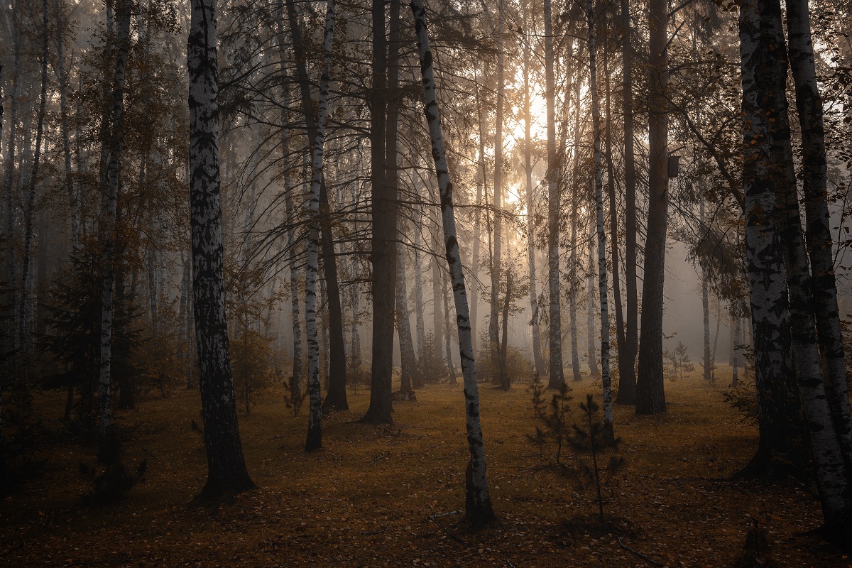 Такая вот осень!