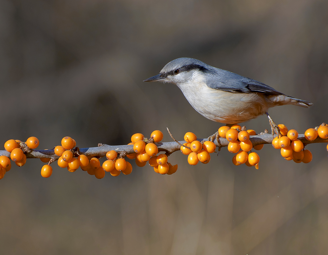 За витаминами.